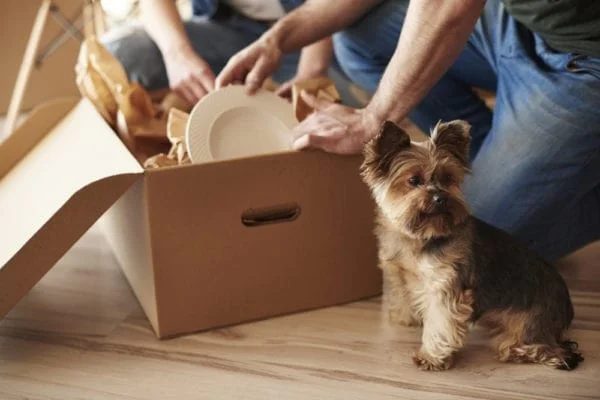 HOW CAN I PREPARE MY ANIMALS FOR A MOVE? THE LOWDOWN ON ACQUAINTING YOUR FURRY FRIENDS AND THEIR NEW HOME