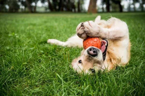 BEST DOG PARKS IN KELOWNA – 8 SPOTS TO CHECK OUT