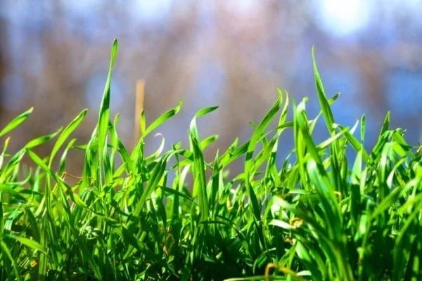 5 TIPS FOR BEAUTIFYING YOUR NEW HOME’S LAWN – HOW TO CARE FOR A NEW LAWN